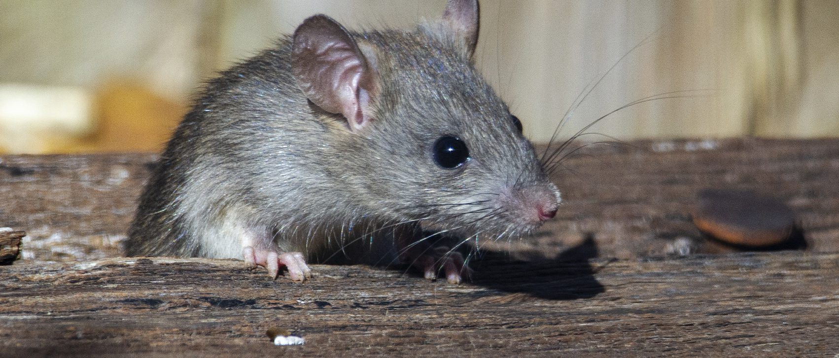 Rotte - Undgå rotter i bolig